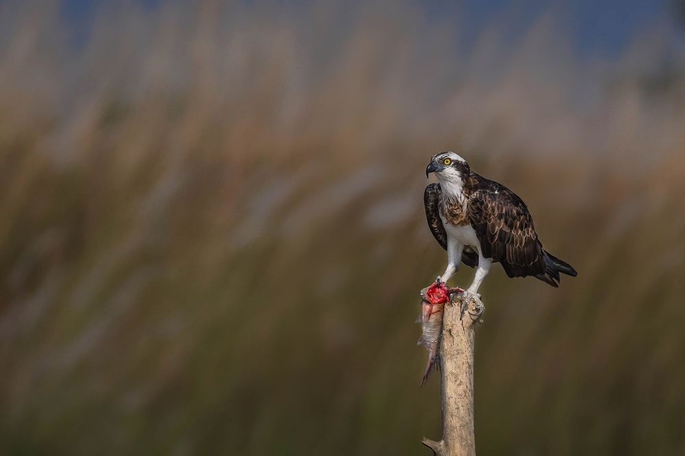 Photograph by DEBJYOTI MONDAL