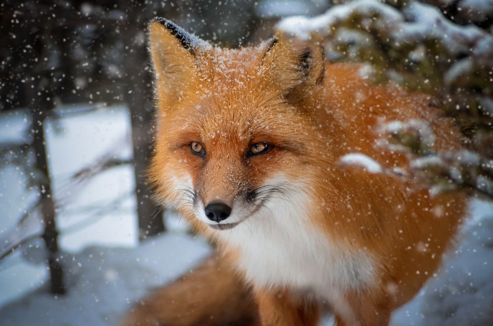 Photograph by Вероника Ливанова