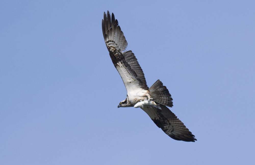 Photograph by Caruso Santino