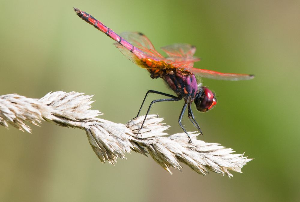 Photograph by Caruso Santino