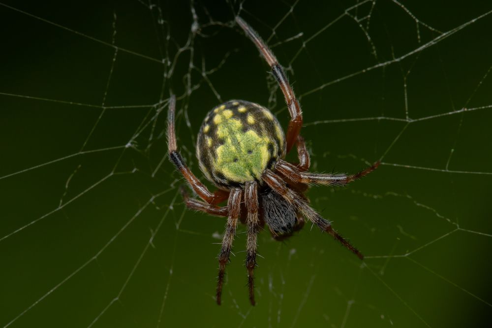 Araneus workmani