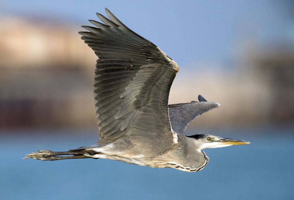 Photograph by Caruso Santino