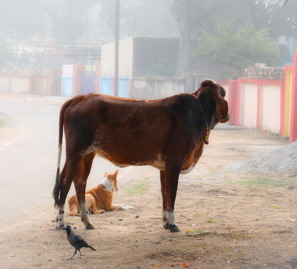 Фотография автора Santanu Dasgupta