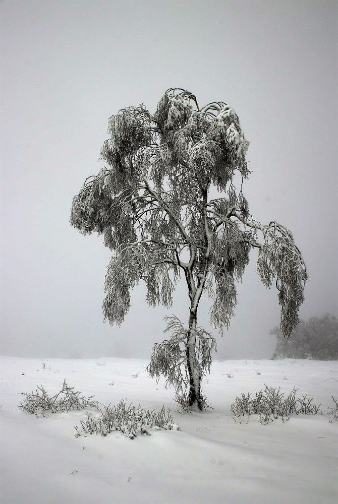 Tree in the snow