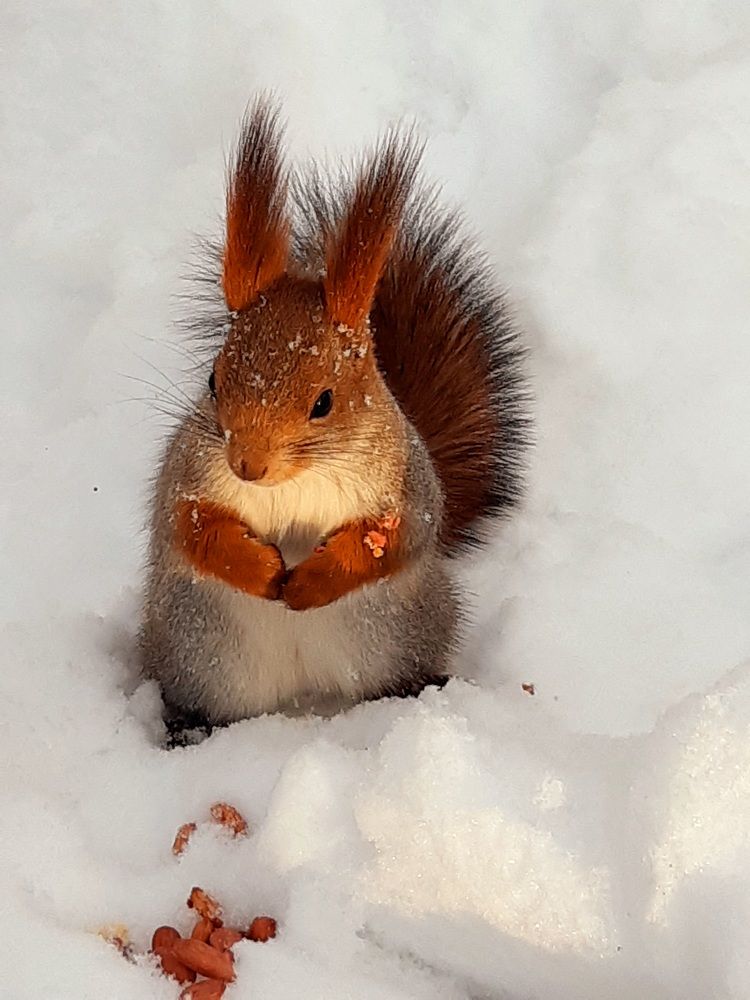 Дикий животный мир.Хищники.
