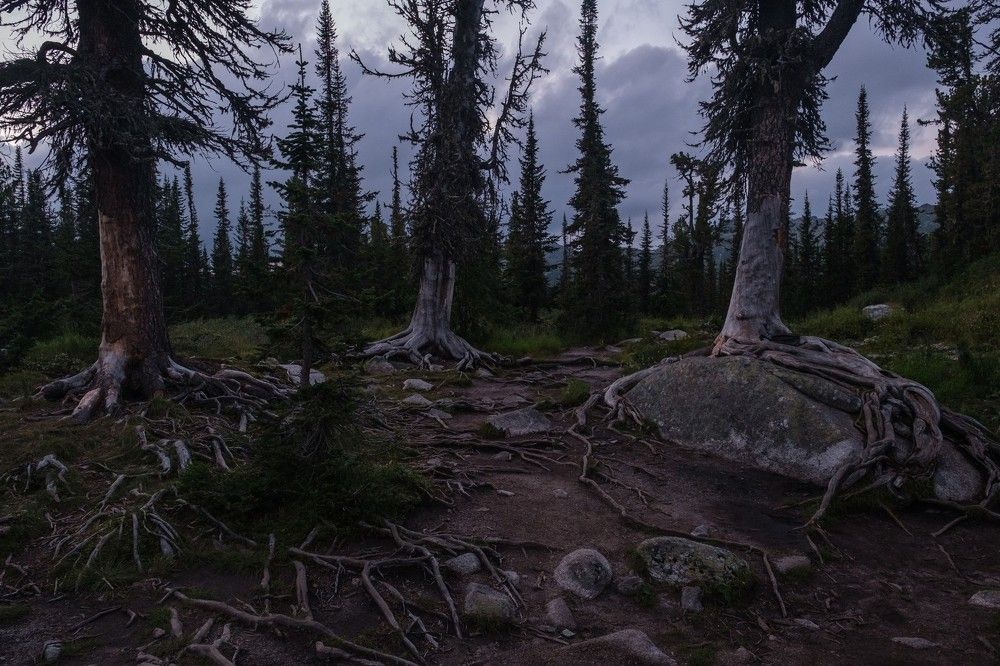 В хитросплетениях корней