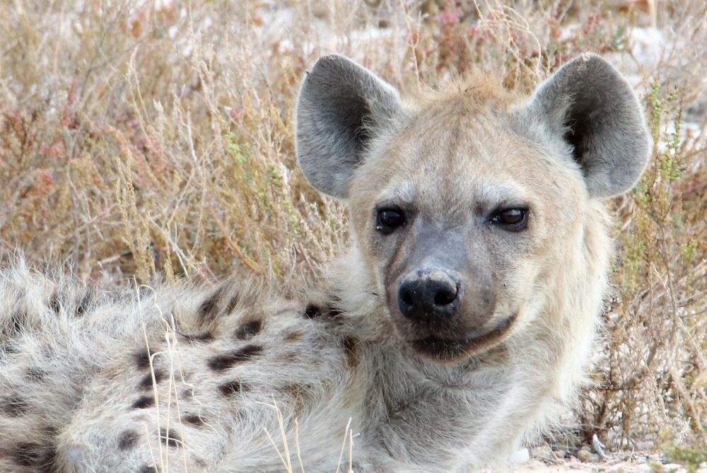 Фотография автора caroline martin (dony)