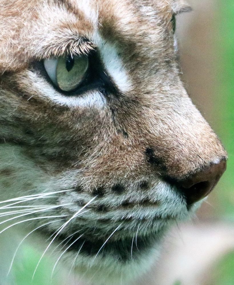 Фотография автора caroline martin (dony)