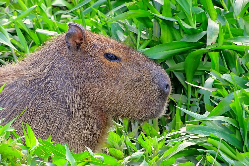 Photograph by Marcelo Luzzi