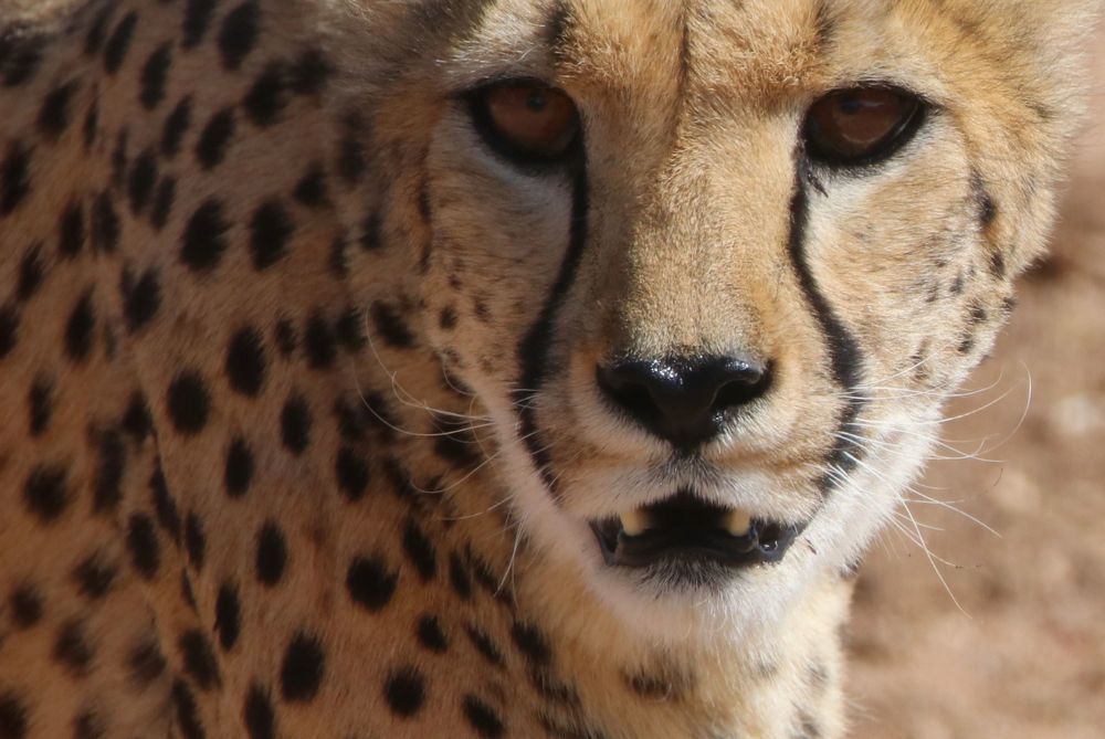 Фотография автора caroline martin (dony)