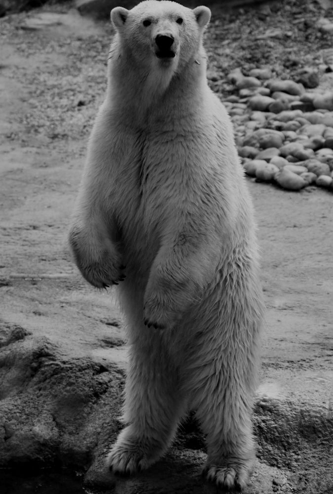 Фотография автора caroline martin (dony)