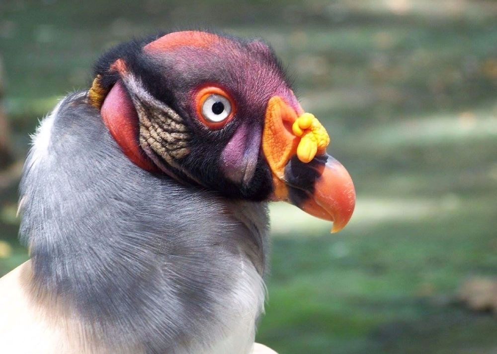 Фотография автора caroline martin (dony)