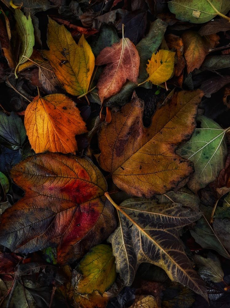 Осень под ногами.