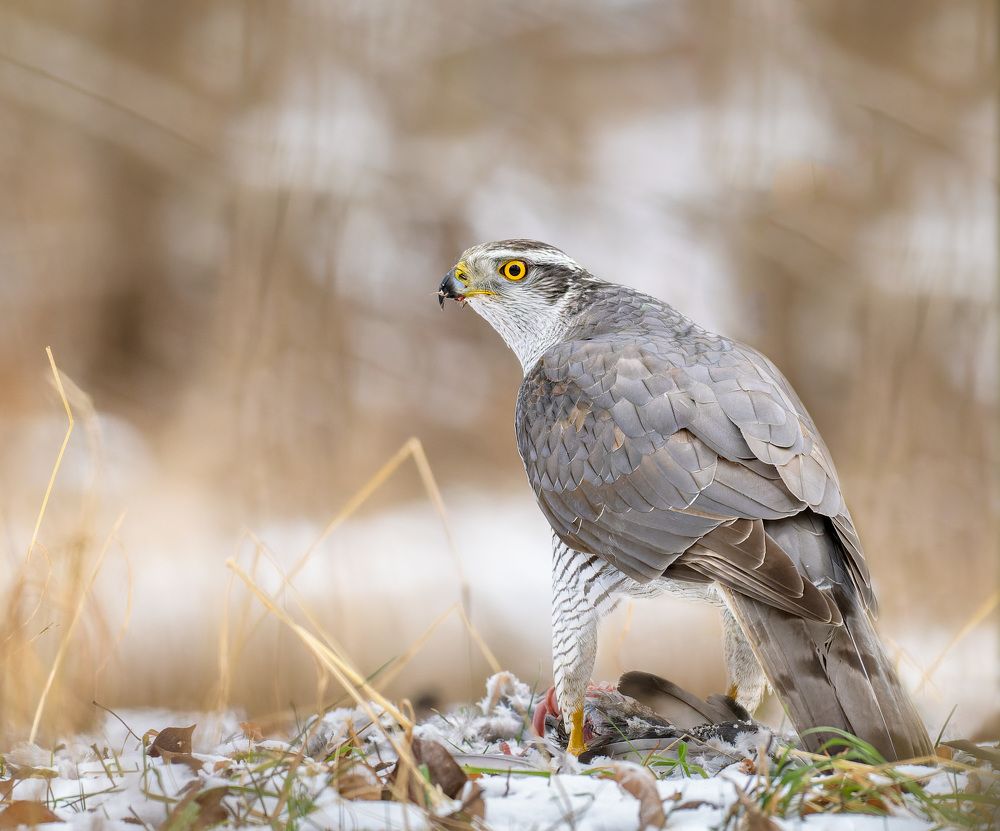 Photograph by Алексей Зайцев