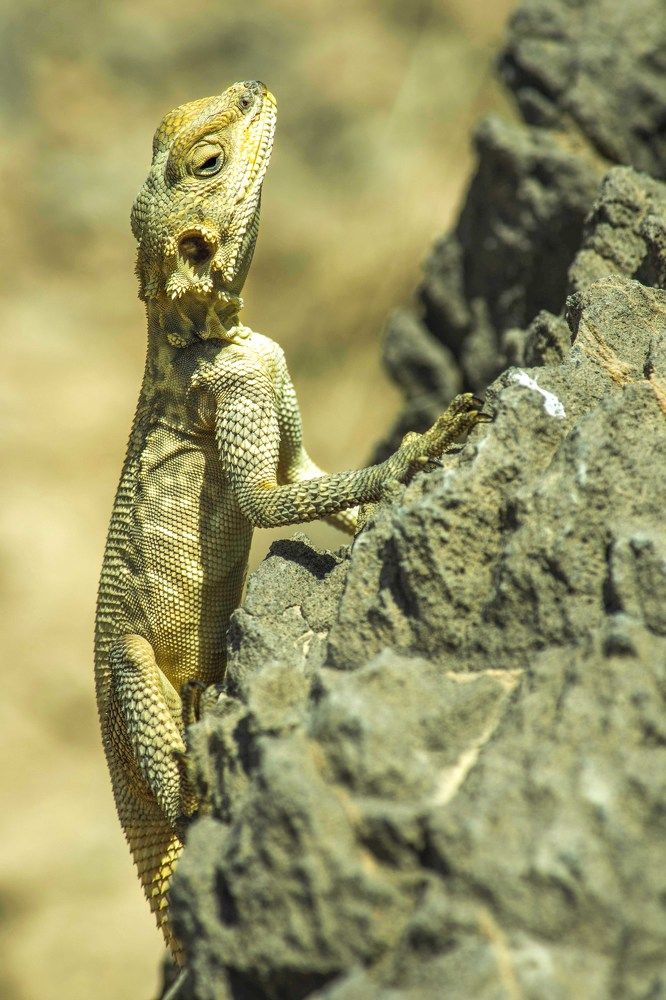 Photograph by Seyed Homayoun Hosseini