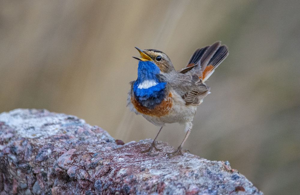 Фотография автора Татьяна Ливеровская