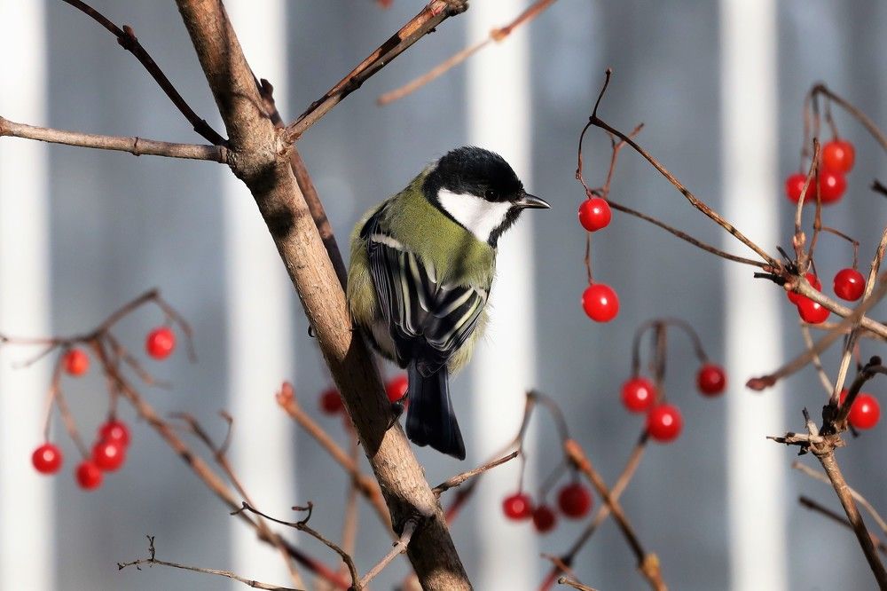А может ягодку?
