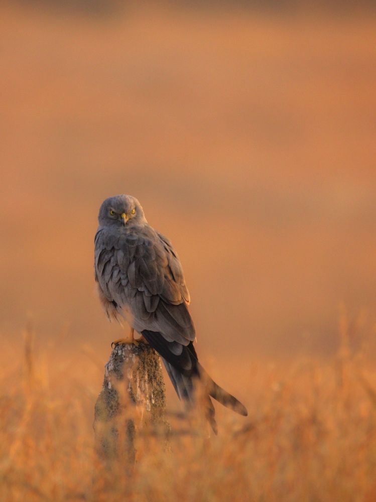 Photograph by Dipti Ramavat Sharma