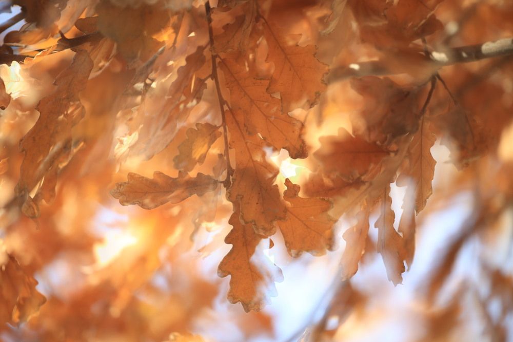 Photograph by Ольга Одаренко