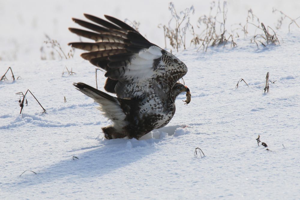 Мохноногий канюк на охоте.