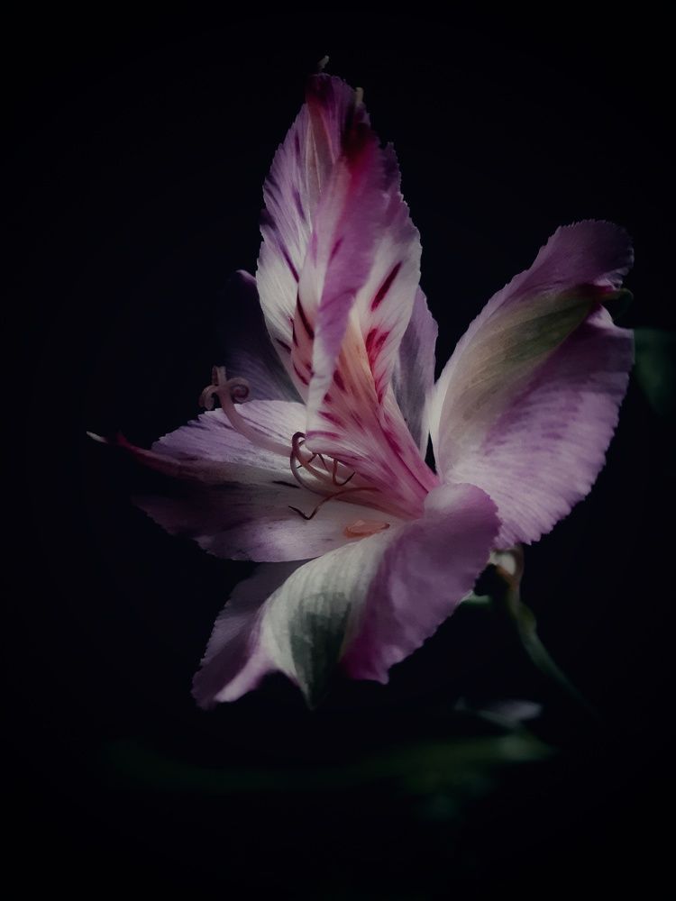 Photograph by Александра Кропивка