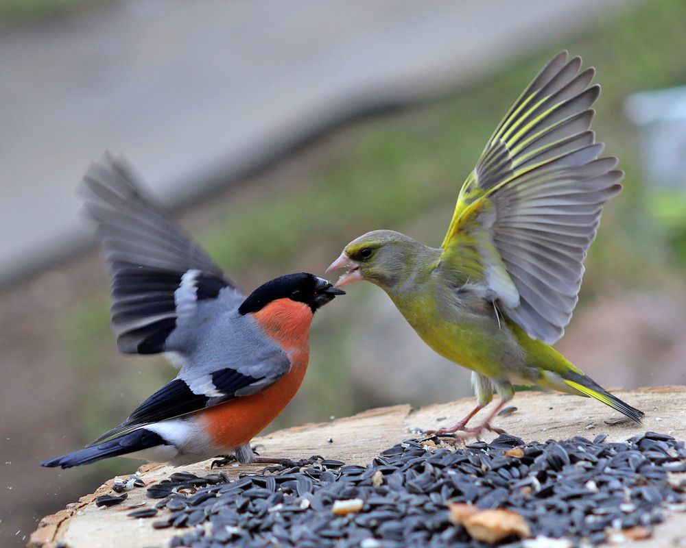 Photograph by юрий краснов