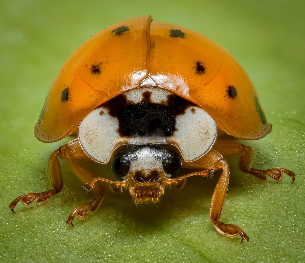 Ladybug