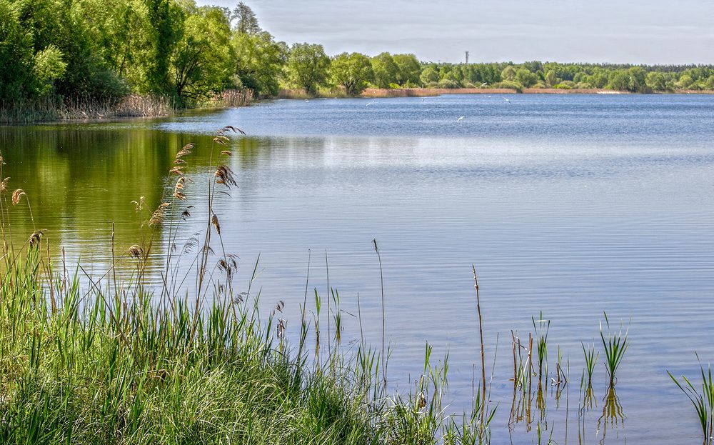Летом на озере