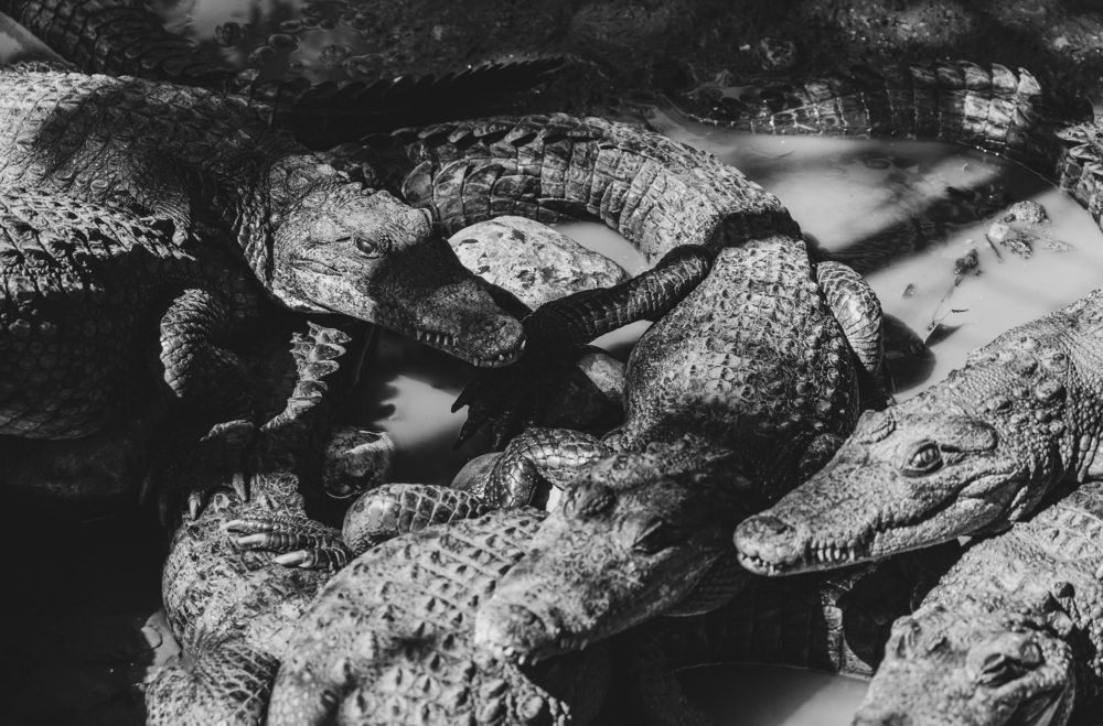 Photograph by Medina de la Campa Belen