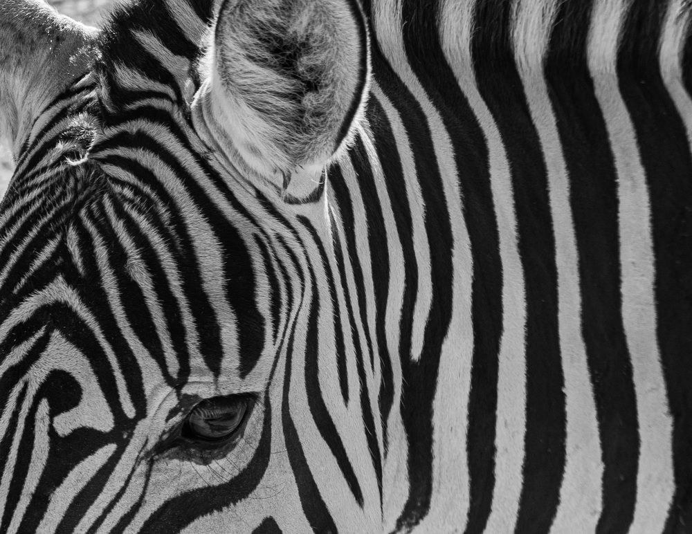 Photograph by Medina de la Campa Belen