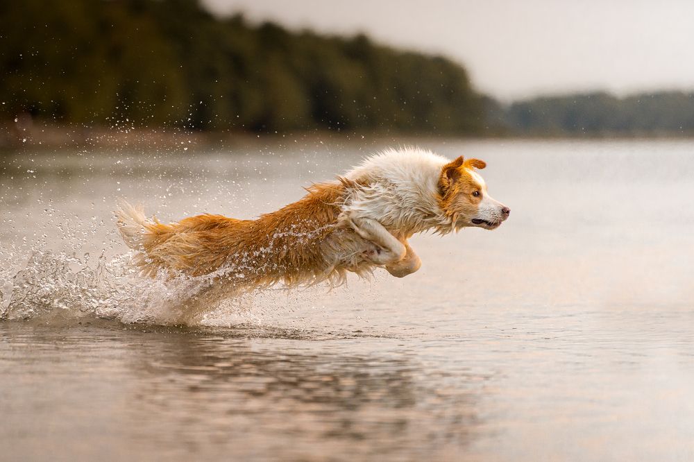 Photograph by Krisztián Csalami