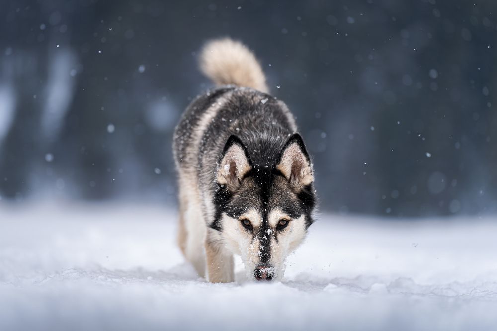 Фотография автора Krisztián Csalami