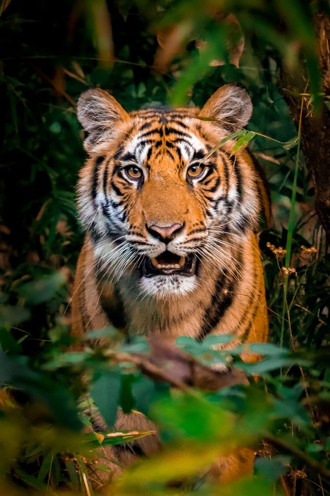 Photograph by Shubhankar Roy