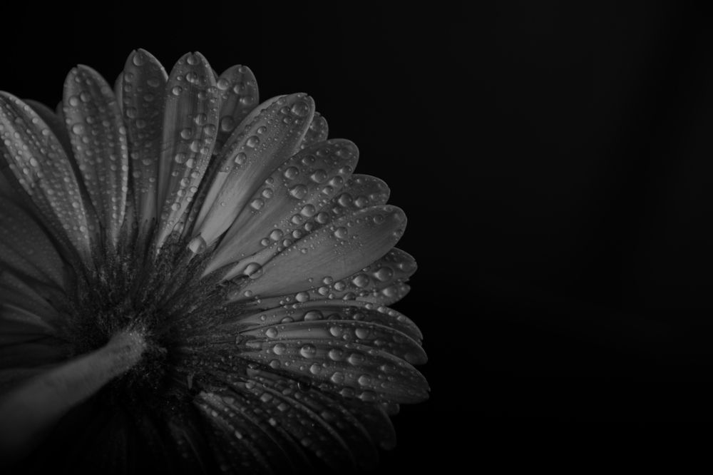 Photograph by Oleg Ki