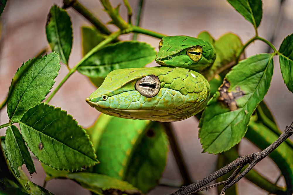 Photograph by Dhruv Shilpi