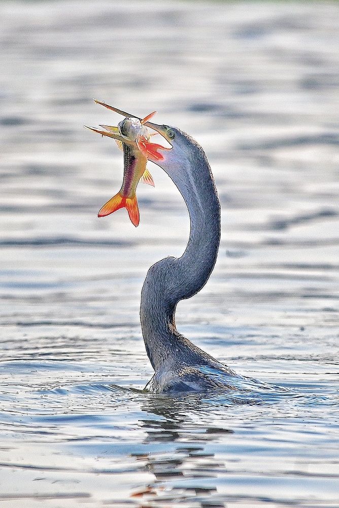 Photograph by Vijay Singh Chandel