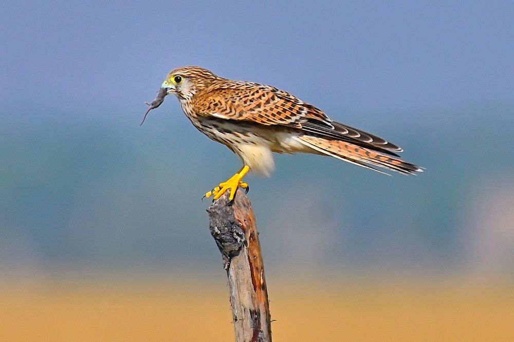 Photograph by Vijay Singh Chandel