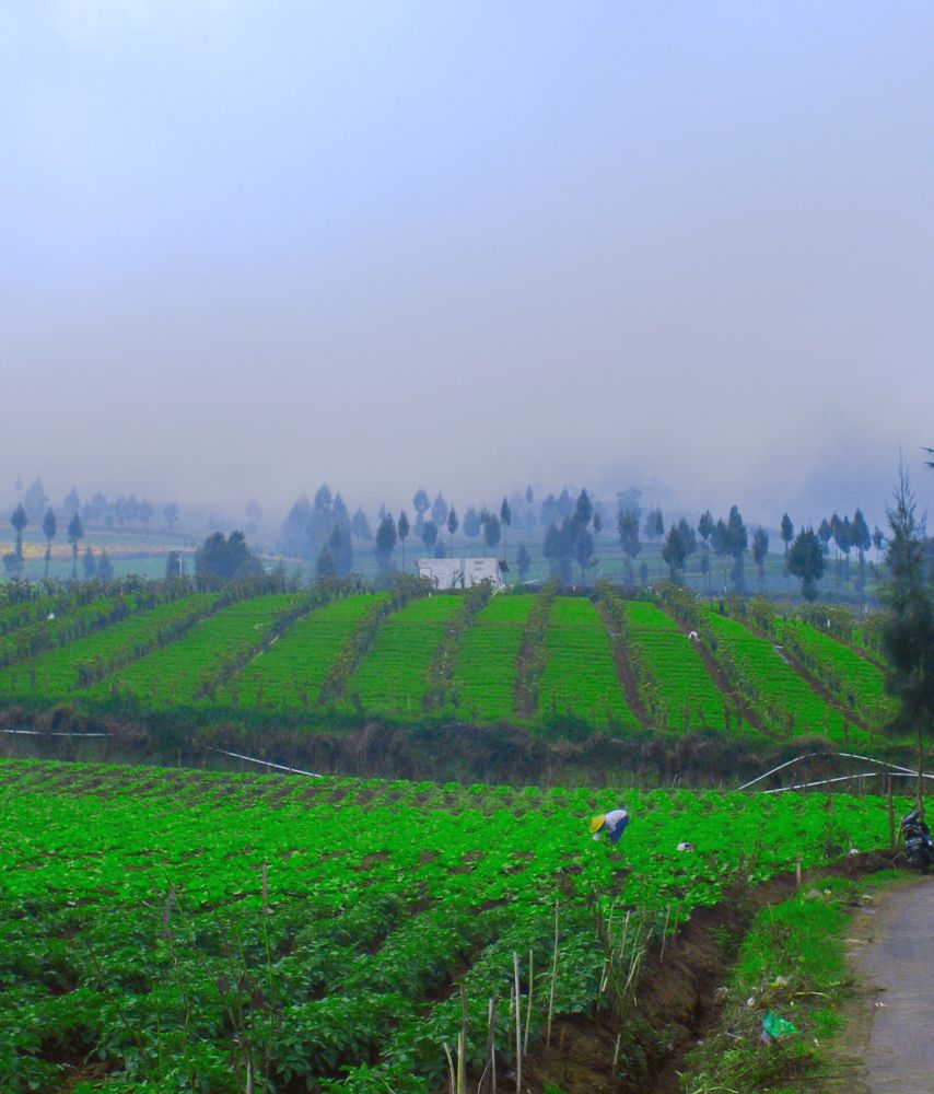 Photograph by Indonesia