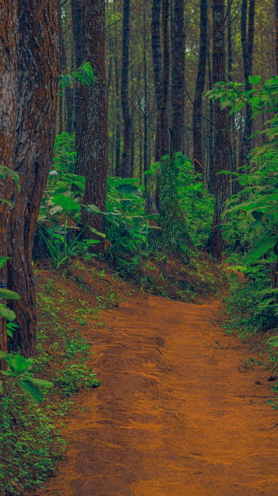 Photograph by Indonesia