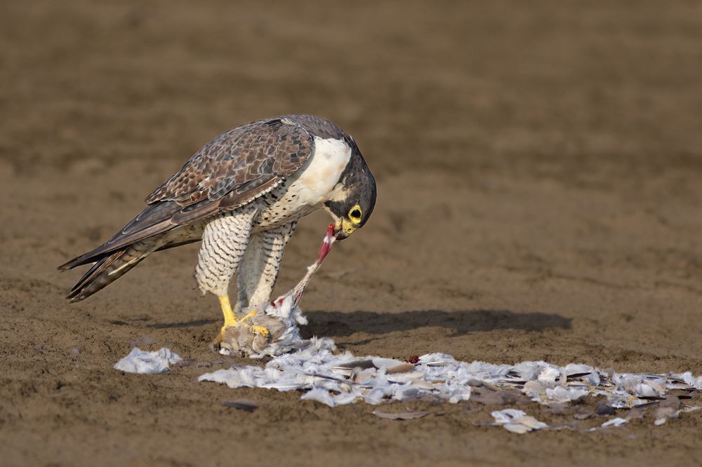 Photograph by Manish Arya