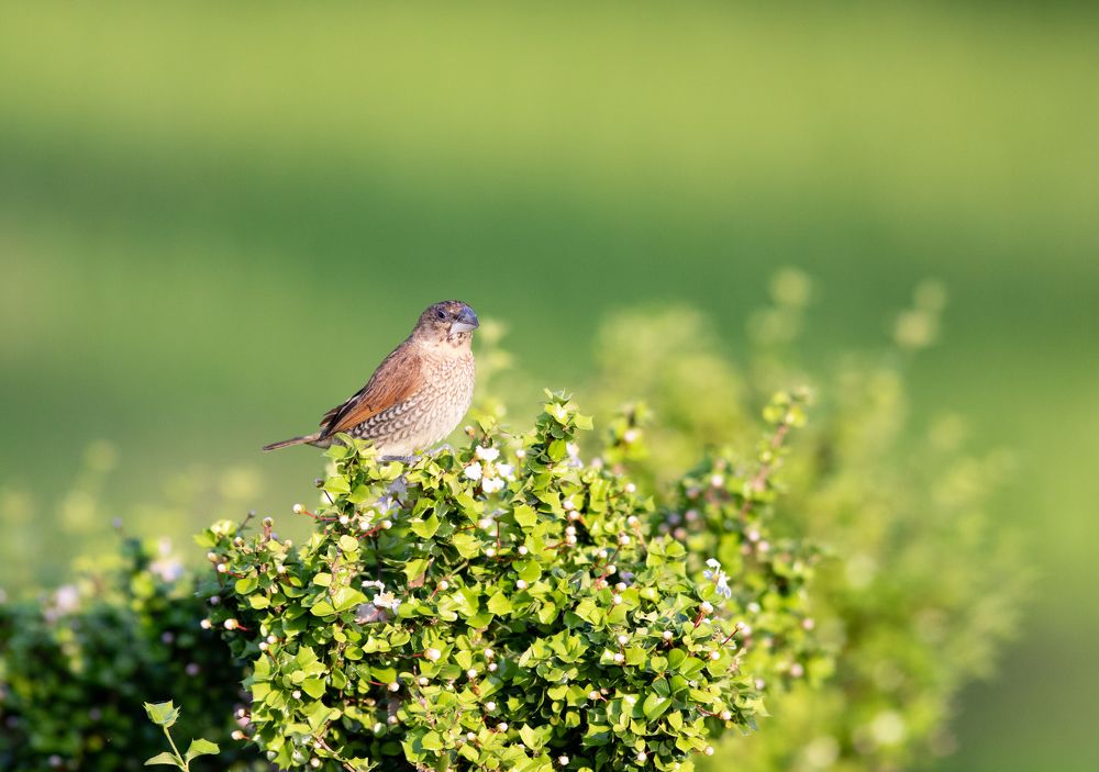 Photograph by Minh Hiếu