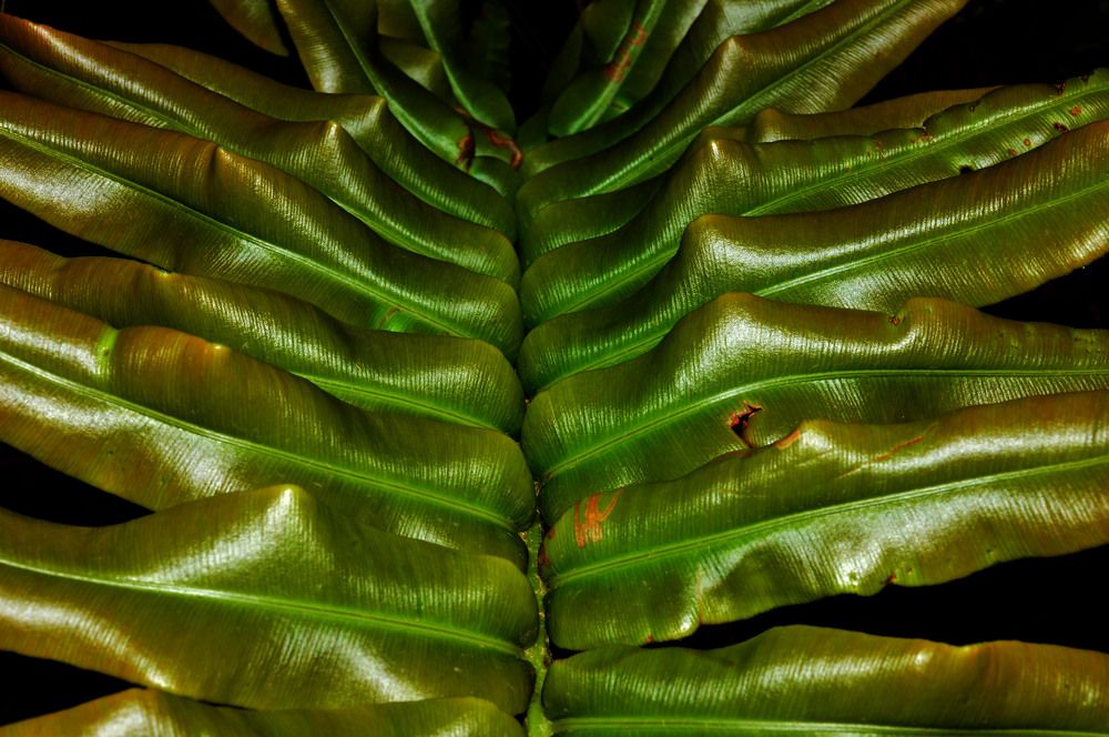 Photograph by Eli Larrucea