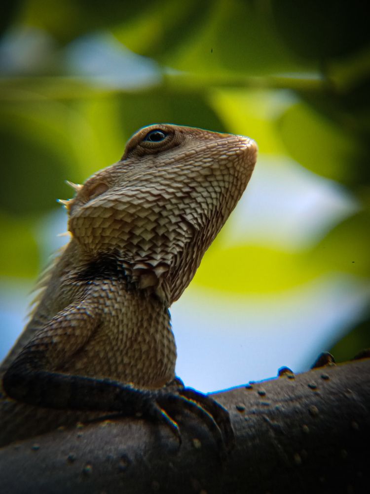 Photograph by Thimira dinisuru