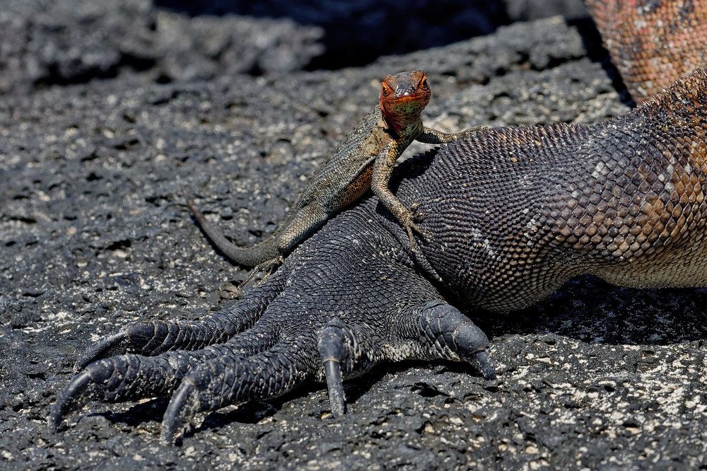 Фотография автора Олег Набровенков