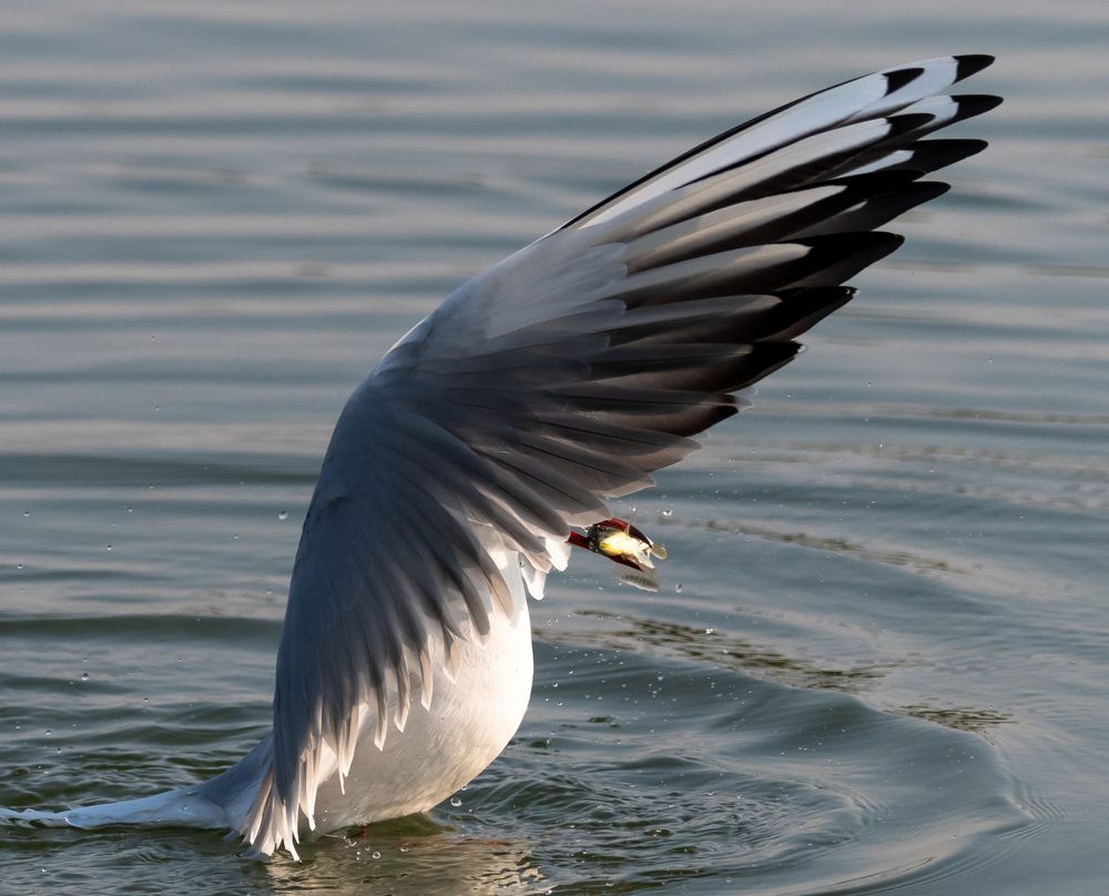 Фотография автора Hari Govindarajulu