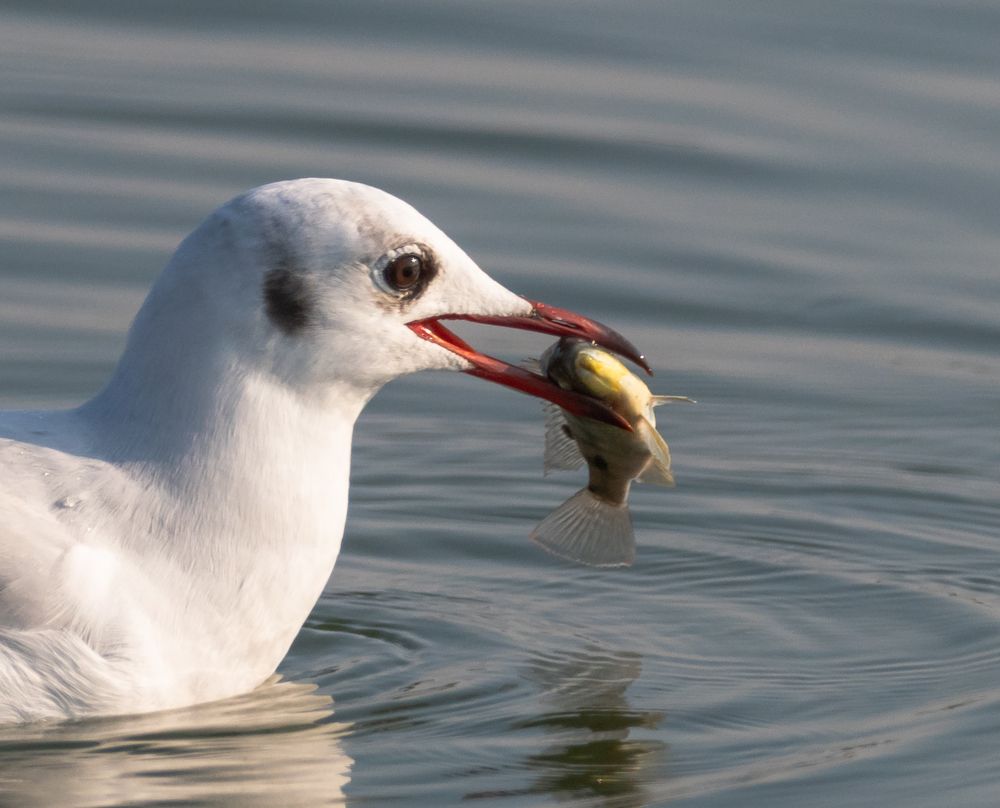 Фотография автора Hari Govindarajulu