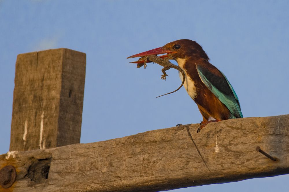 Photograph by Sameer Bhalekar