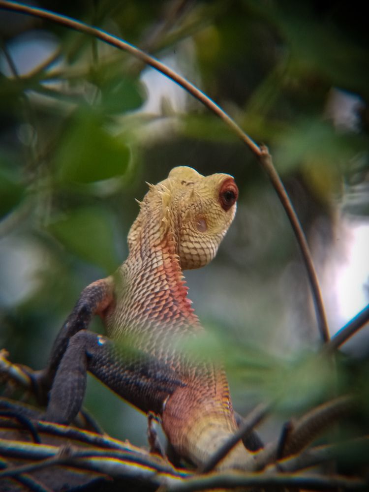 Photograph by Thimira dinisuru