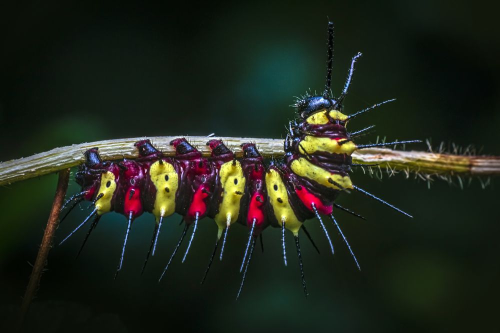 Photograph by NeCoTi ChonTin