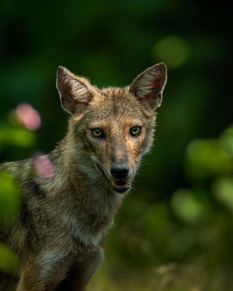 Photograph by Aishik Das